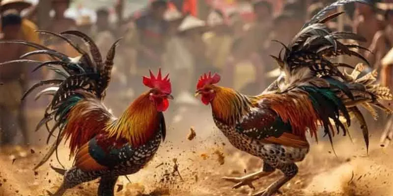 Giống gà được chọn trong chọi kê cựa sắt 
