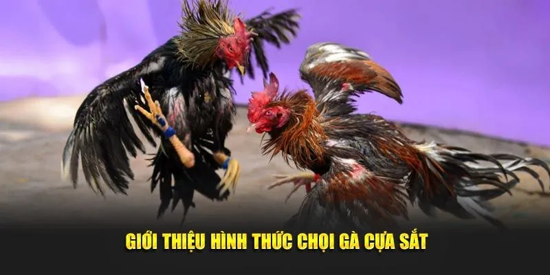Thông tin tổng quan cần nắm về chọi kê cựa sắt 